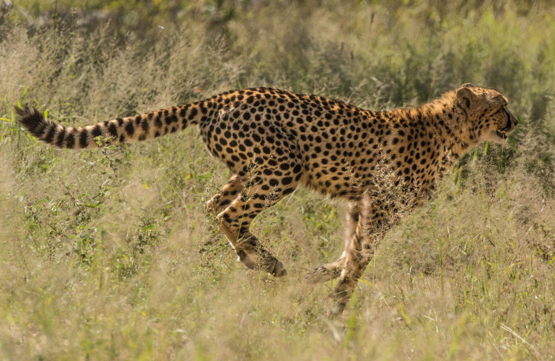 Секрет скорости: как бегает гепард?
