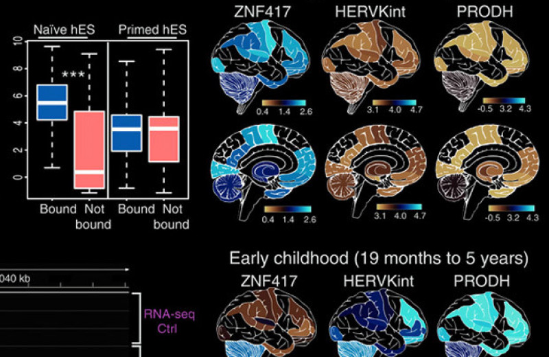 Развитие мозга человека отрегулировали два белка с цинковыми пальцами