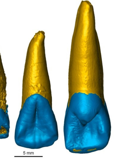 В Монголии обнаружили кроманьонский зуб