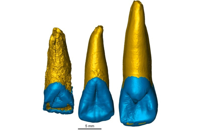 В Монголии обнаружили кроманьонский зуб