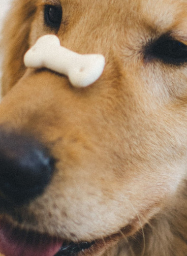 Почему собаки едят сухой корм, и могут ли они перейти на «человеческую» пищу