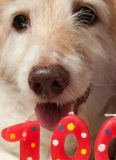 Пенсионный фонд: топ-5 невероятных собак-долгожителей, которые бьют абсолютно все рекорды