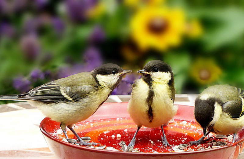 Птицы оказались способны к самоконтролю в пищевом поведении