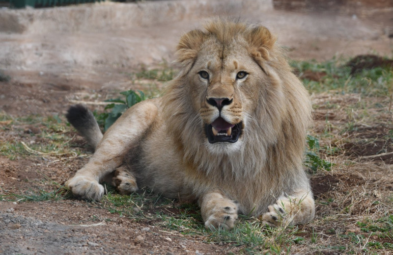 Спасительный переезд: как уехавшие из России лев Симба и леопард Ева освоились в Танзании