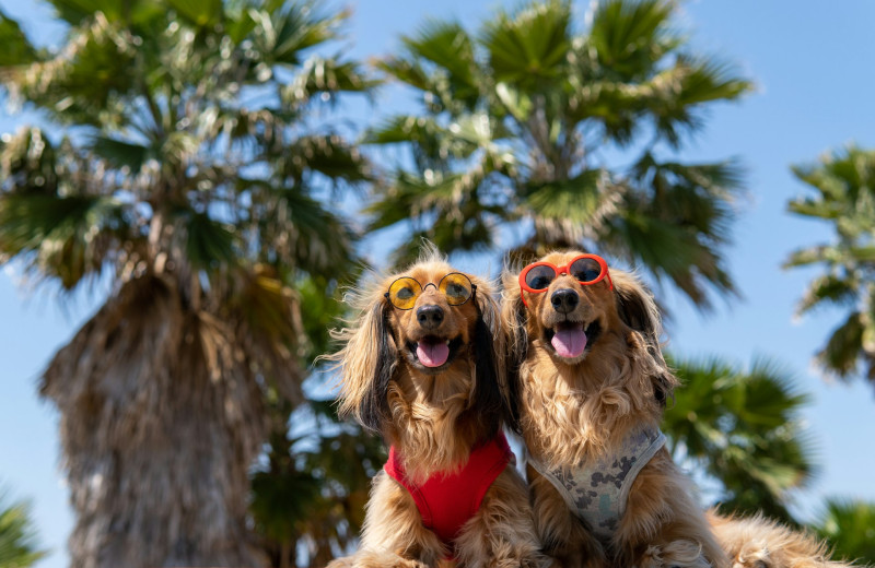 Это должен знать каждый хозяин: как помочь собаке справиться с жарой
