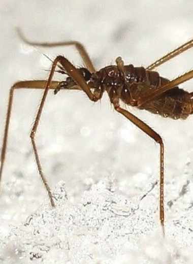 Отброшенные ноги помогли бескрылым комарикам не замерзнуть насмерть