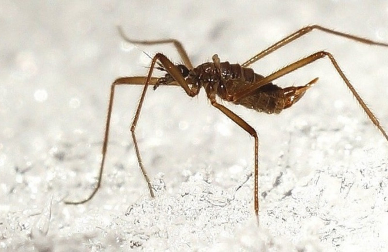 Отброшенные ноги помогли бескрылым комарикам не замерзнуть насмерть