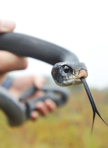 Работа убивает: 5 герпетологов, которые не пережили укус змеи