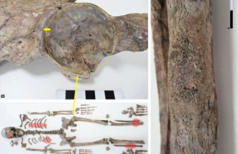 Археологи нашли в Италии погребение готского всадника с искусственно деформированным черепом