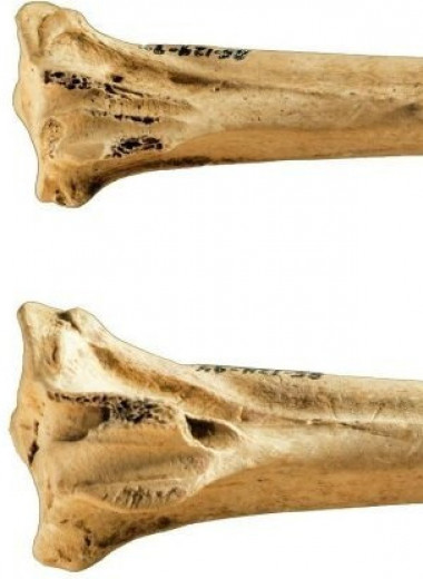 Какими были древнейшие инструменты для татуировок из птичьих костей