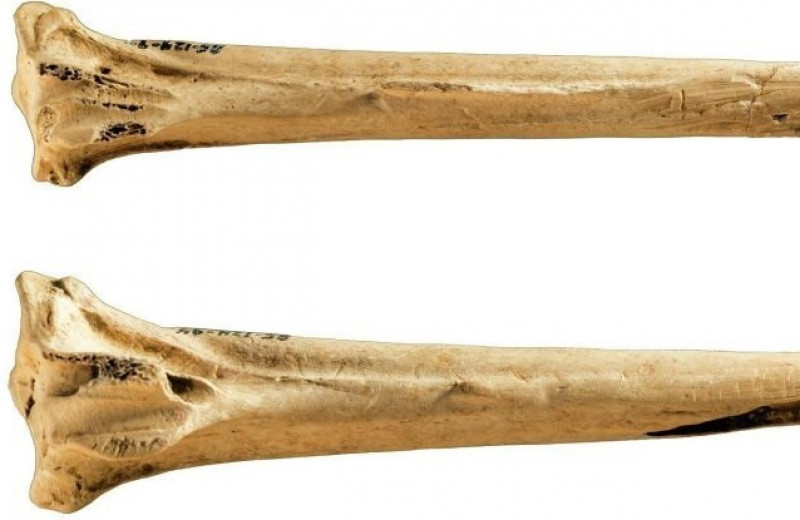 Какими были древнейшие инструменты для татуировок из птичьих костей