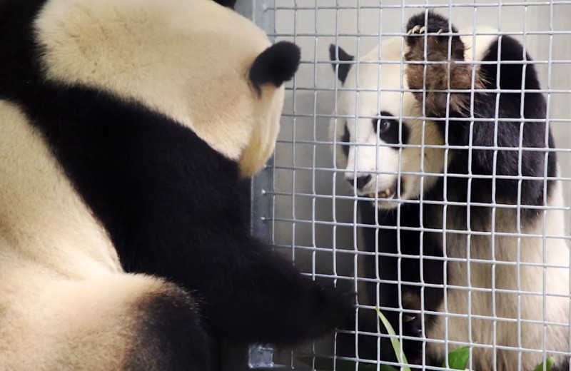 Первое свидание панд в голландском зоопарке: фото
