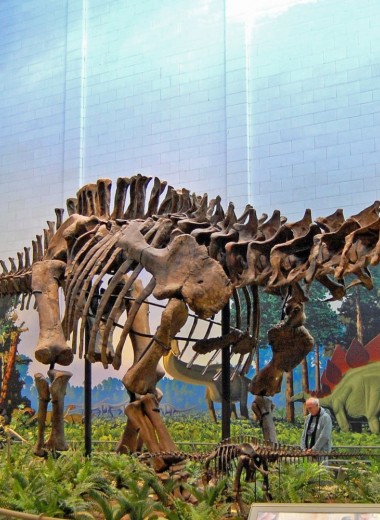 В Бурятии нашли останки гигантского динозавра