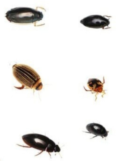 Мелкие размеры помогли жукам спастись из пасти сома