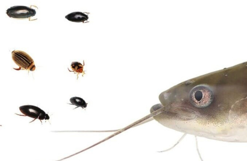 Мелкие размеры помогли жукам спастись из пасти сома