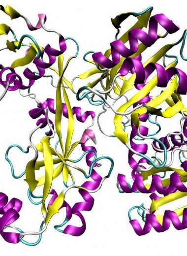 Российские биологи разобрались в работе прокариотических белков-аргонавтов