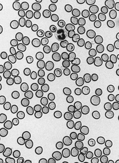 Стесняюсь спросить: как гормоны и метаболизм влияют на энергию?