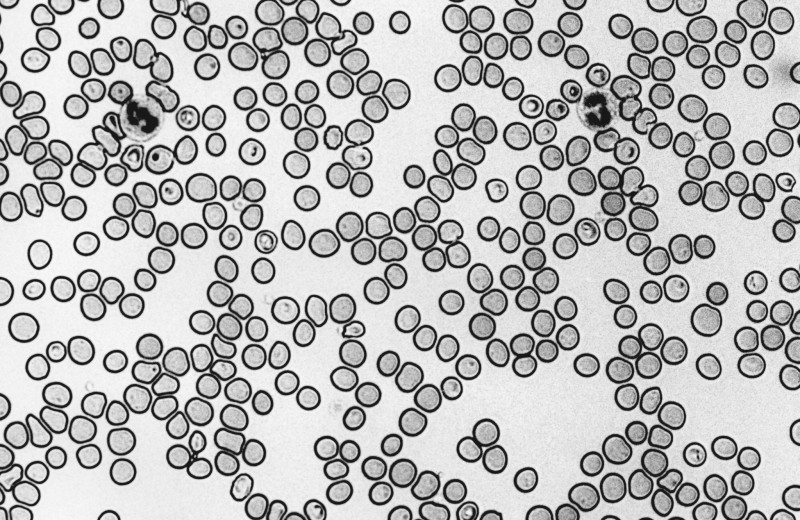 Стесняюсь спросить: как гормоны и метаболизм влияют на энергию?