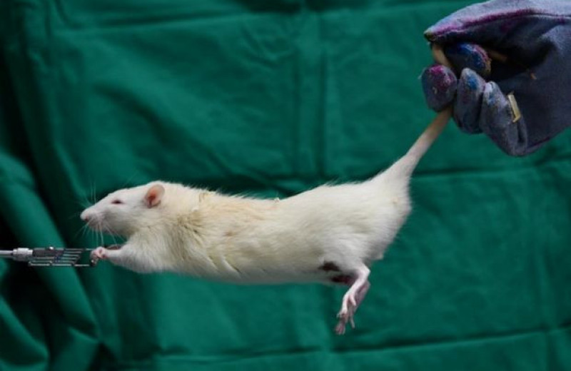 Генная терапия поставила на ноги мышей с миодистрофией