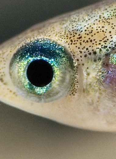 Микропластик заставил рыб больше рожать
