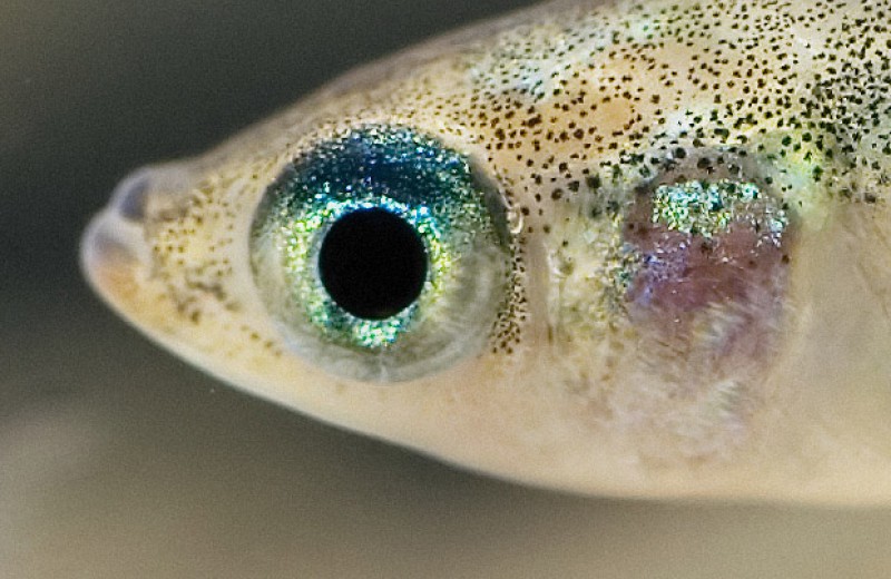 Микропластик заставил рыб больше рожать