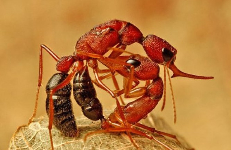 Найден белок, отвечающий за превращение рабочих муравьев в королеву