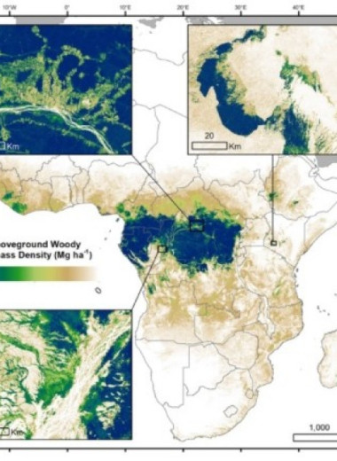 Вырубки превратили африканские леса в источник парниковых газов