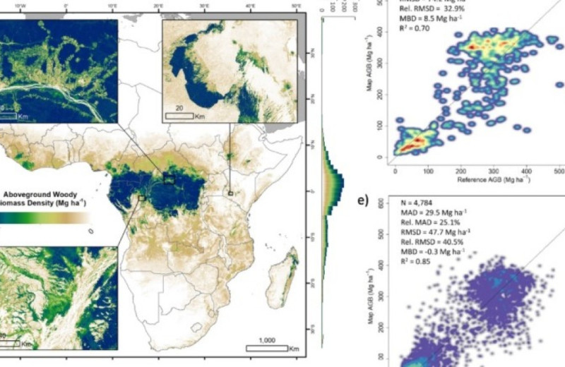 Вырубки превратили африканские леса в источник парниковых газов
