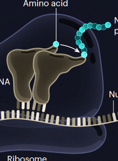 Синтез пептида прошел на двух цепях РНК без участия рибосомы