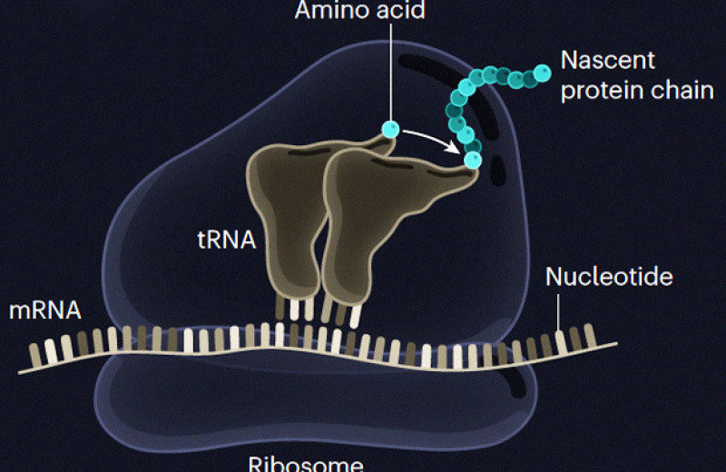 Синтез пептида прошел на двух цепях РНК без участия рибосомы