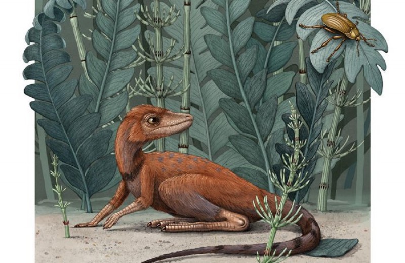 На Мадагаскаре обнаружен миниатюрный предок динозавров