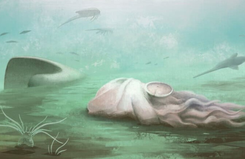 Древнейший осьминог оказался наутилоидеей