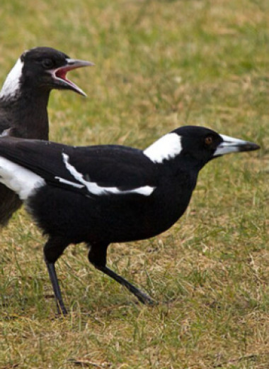 Нападки сородичей в детстве улучшили когнитивные способности ворон-свистунов