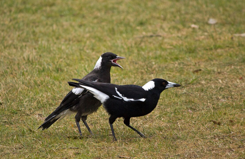 Нападки сородичей в детстве улучшили когнитивные способности ворон-свистунов