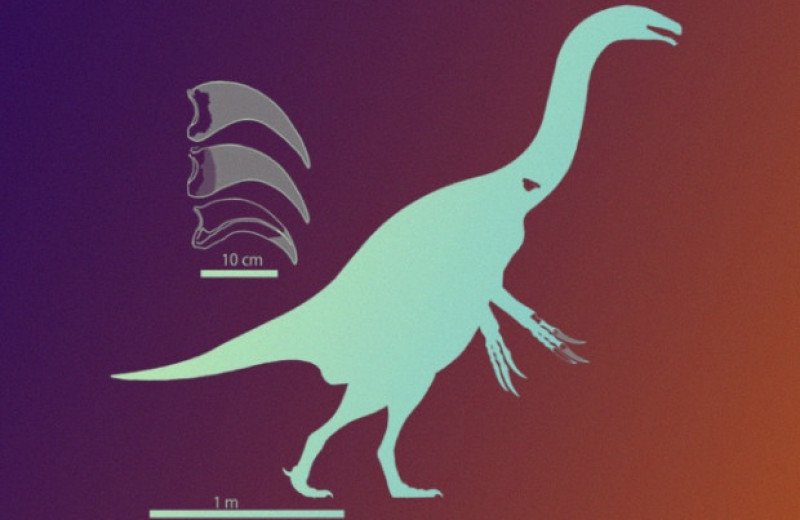 Новый японский динозавр помог разобраться в функциях когтей теризинозавров