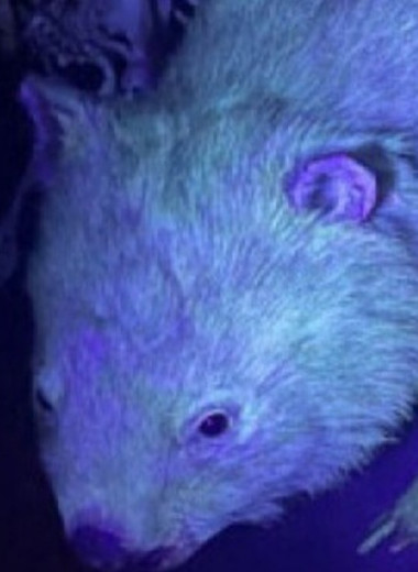 Флуоресценция оказалась широко распространена среди млекопитающих