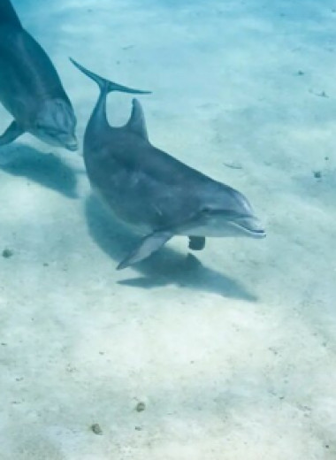 Дельфины чувствуют электрические поля