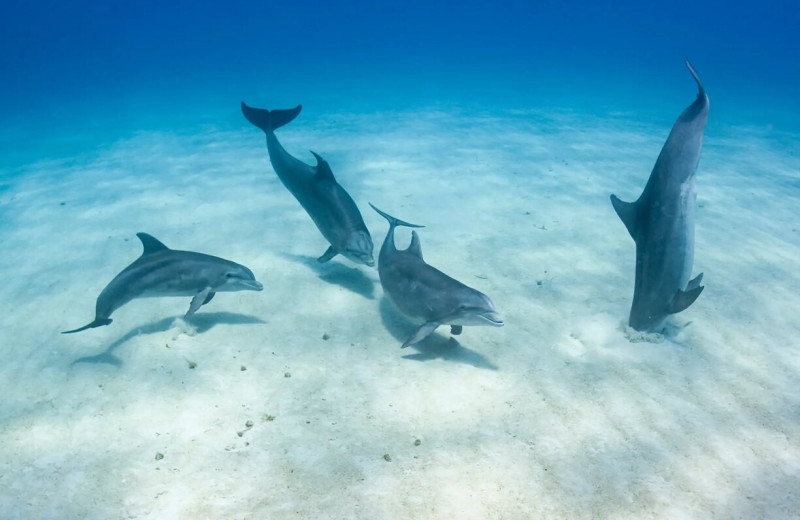 Дельфины чувствуют электрические поля