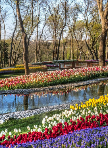 6 самых необычных цветочных фестивалей весны