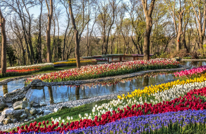 6 самых необычных цветочных фестивалей весны