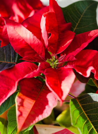 «Рождественская звезда»: как ухаживать за пуансеттией — красивейшим растением ярко-красного цвета