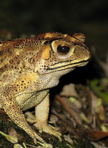 Инвазивные жабы начали убивать мадагаскарских змей