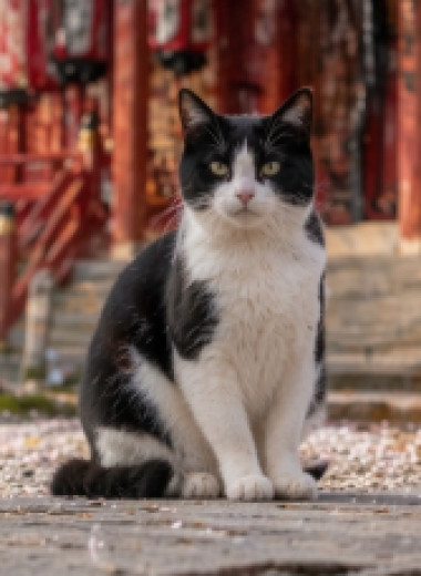 Hello Kitty, манэки-нэко и не только: как кошки захватили Японию