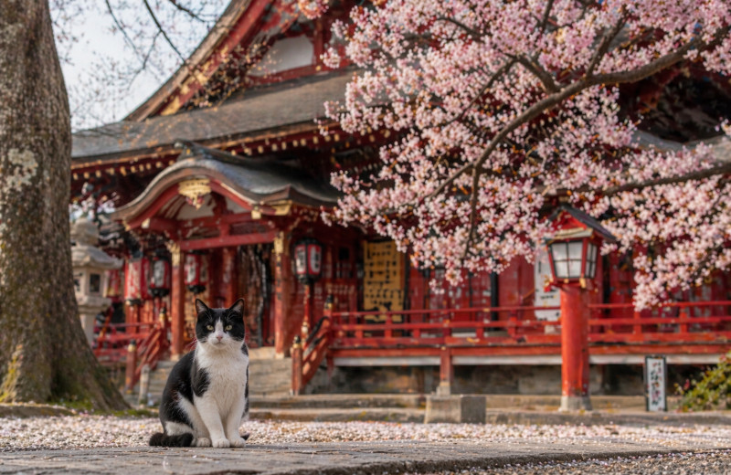 Hello Kitty, манэки-нэко и не только: как кошки захватили Японию