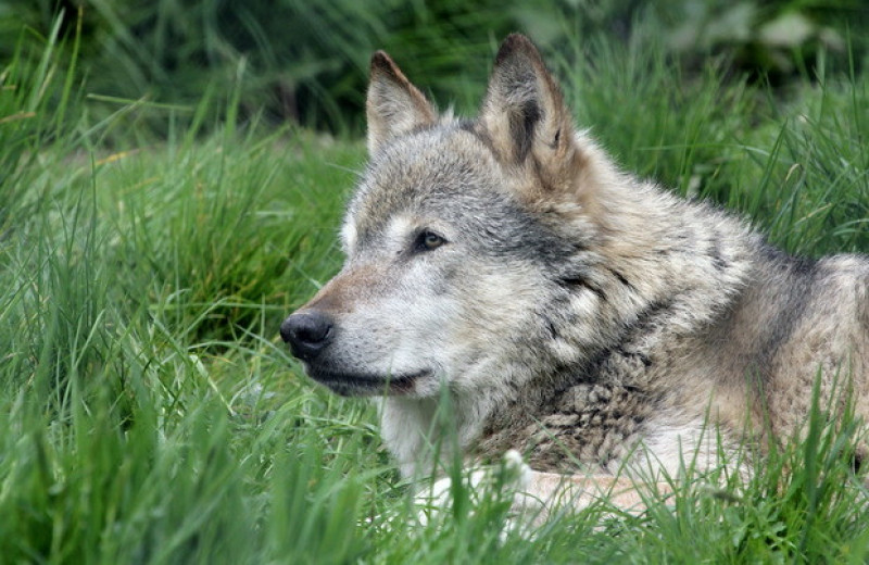 Дикие волчата родились в Колорадо впервые за 80 лет