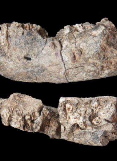 Остатки парантропа впервые нашли в Афаре