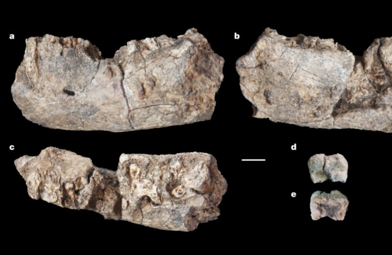 Остатки парантропа впервые нашли в Афаре