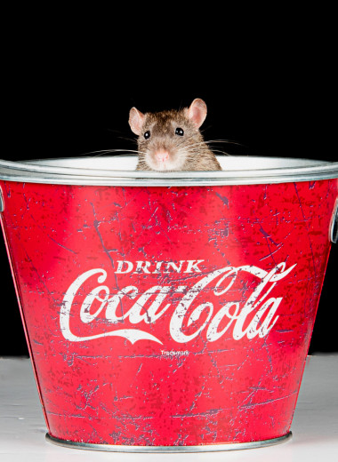 Сладкий яд: ученые описали изменения в мозге крыс, которые 2 месяца пили кока-колу