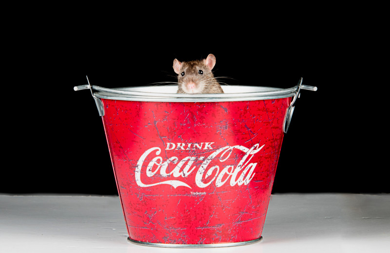 Сладкий яд: ученые описали изменения в мозге крыс, которые 2 месяца пили кока-колу
