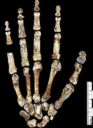 Пястные кости Homo naledi заняли промежуточное место между людьми и австралопитеками